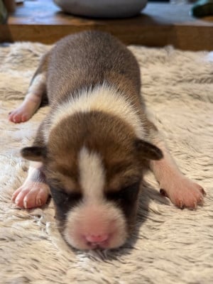 Les chiots de Basenji