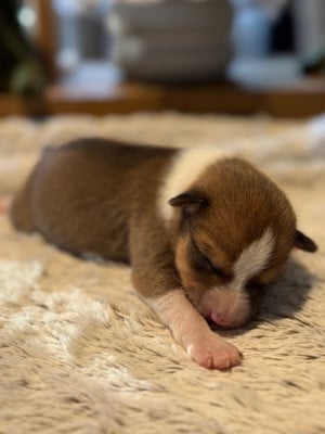 Les chiots de Basenji