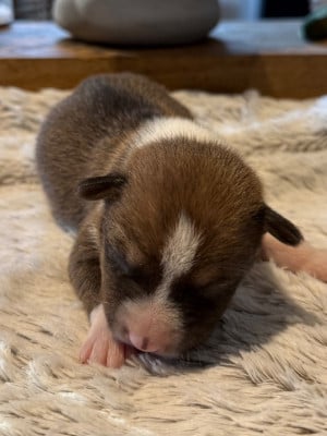 Les chiots de Basenji