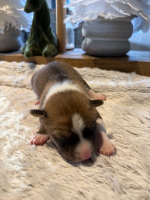 Les chiots de Basenji