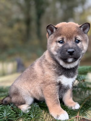 Les chiots de Shiba