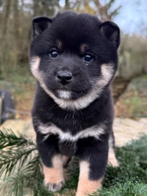 Les chiots de Shiba