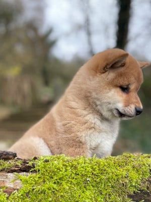 Les chiots de Shiba