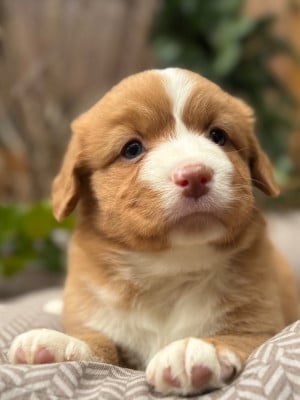 Les chiots de Retriever de la Nouvelle-Ecosse