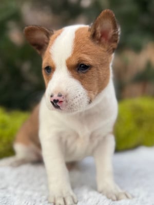 Les chiots de Basenji