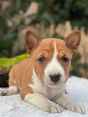 Les chiots de Basenji