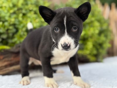Les chiots de Basenji