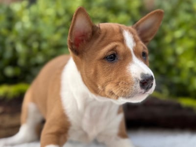 Les chiots de Basenji