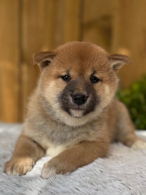 Les chiots de Shiba