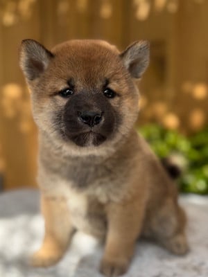 Les chiots de Shiba