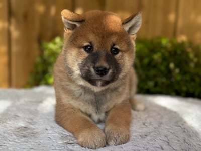 Les chiots de Shiba