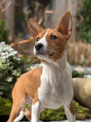 Les chiots de Basenji