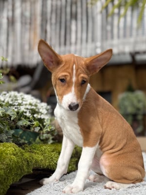 Les chiots de Basenji
