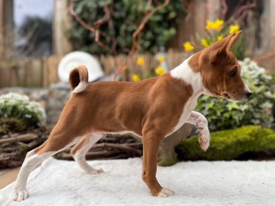 Les chiots de Basenji