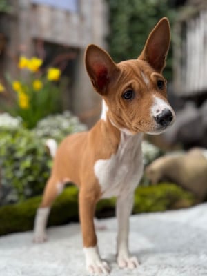 Les chiots de Basenji