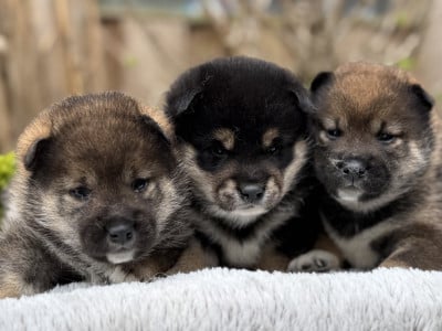 Chiot N°1 - Shiba