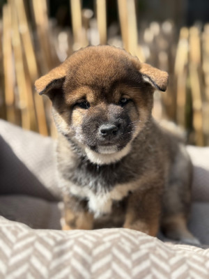 Les chiots de Shiba