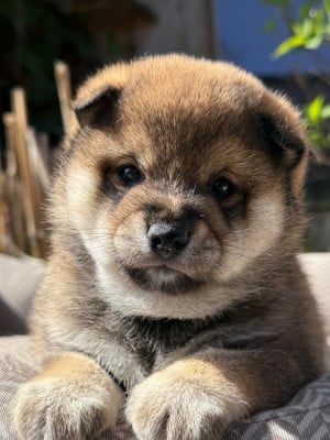 Les chiots de Shiba