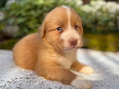 Les chiots de Retriever de la Nouvelle-Ecosse