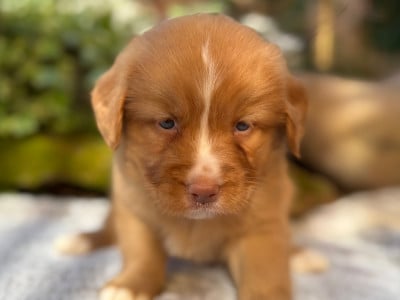 Les chiots de Retriever de la Nouvelle-Ecosse