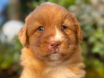Les chiots de Retriever de la Nouvelle-Ecosse
