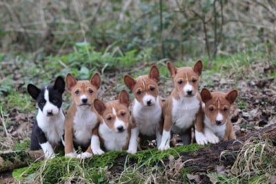 Les chiots de Basenji