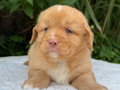 Les chiots de Retriever de la Nouvelle-Ecosse