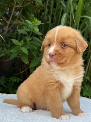 Les chiots de Retriever de la Nouvelle-Ecosse