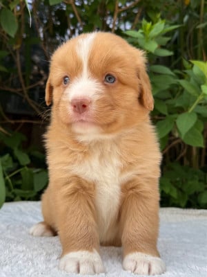 Les chiots de Retriever de la Nouvelle-Ecosse