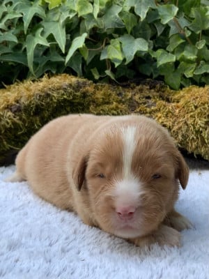 Les chiots de Retriever de la Nouvelle-Ecosse