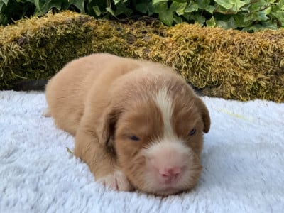 Les chiots de Retriever de la Nouvelle-Ecosse