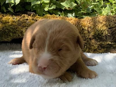 Les chiots de Retriever de la Nouvelle-Ecosse
