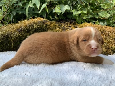 Les chiots de Retriever de la Nouvelle-Ecosse