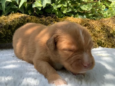 Les chiots de Retriever de la Nouvelle-Ecosse