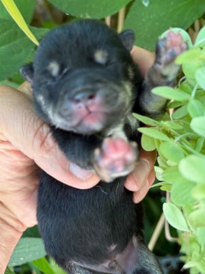 Les chiots de Shiba