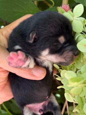 Les chiots de Shiba