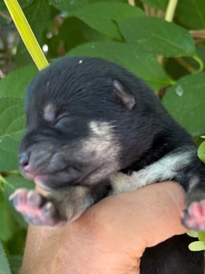 Les chiots de Shiba