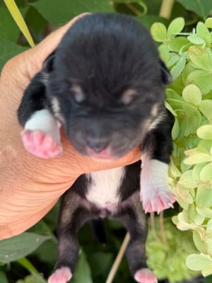 Les chiots de Shiba