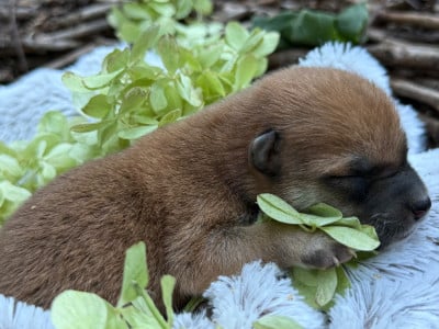 Les chiots de Shiba