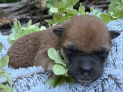 Les chiots de Shiba
