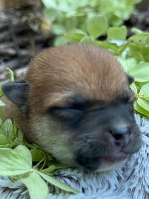Les chiots de Shiba