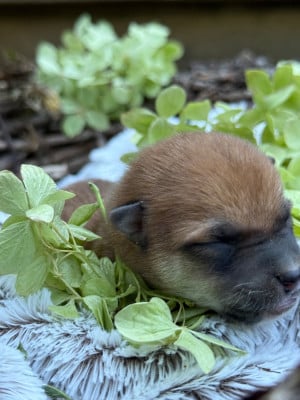 Les chiots de Shiba