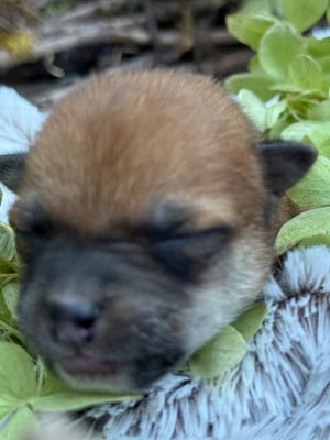 Les chiots de Shiba