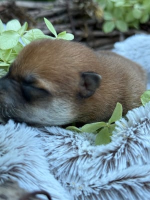 Les chiots de Shiba