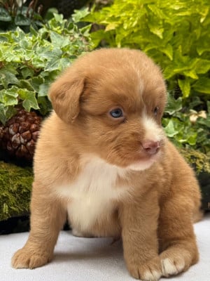 Les chiots de Retriever de la Nouvelle-Ecosse