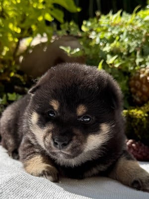 Les chiots de Shiba