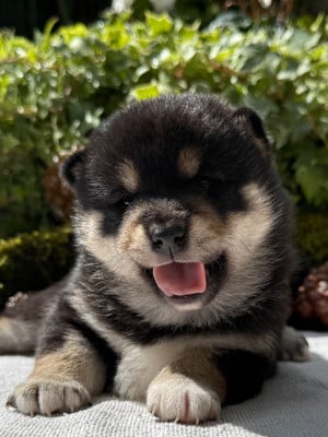 Les chiots de Shiba