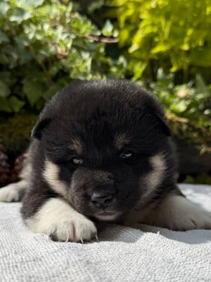 Les chiots de Shiba