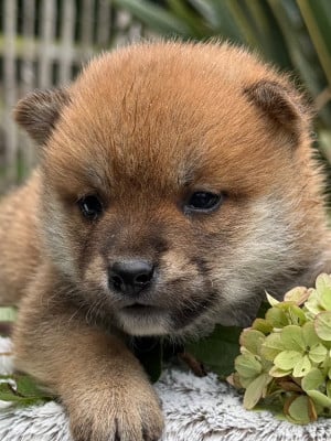 Les chiots de Shiba