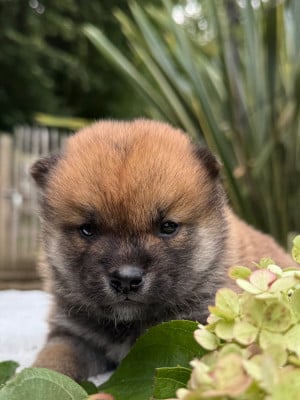 Les chiots de Shiba